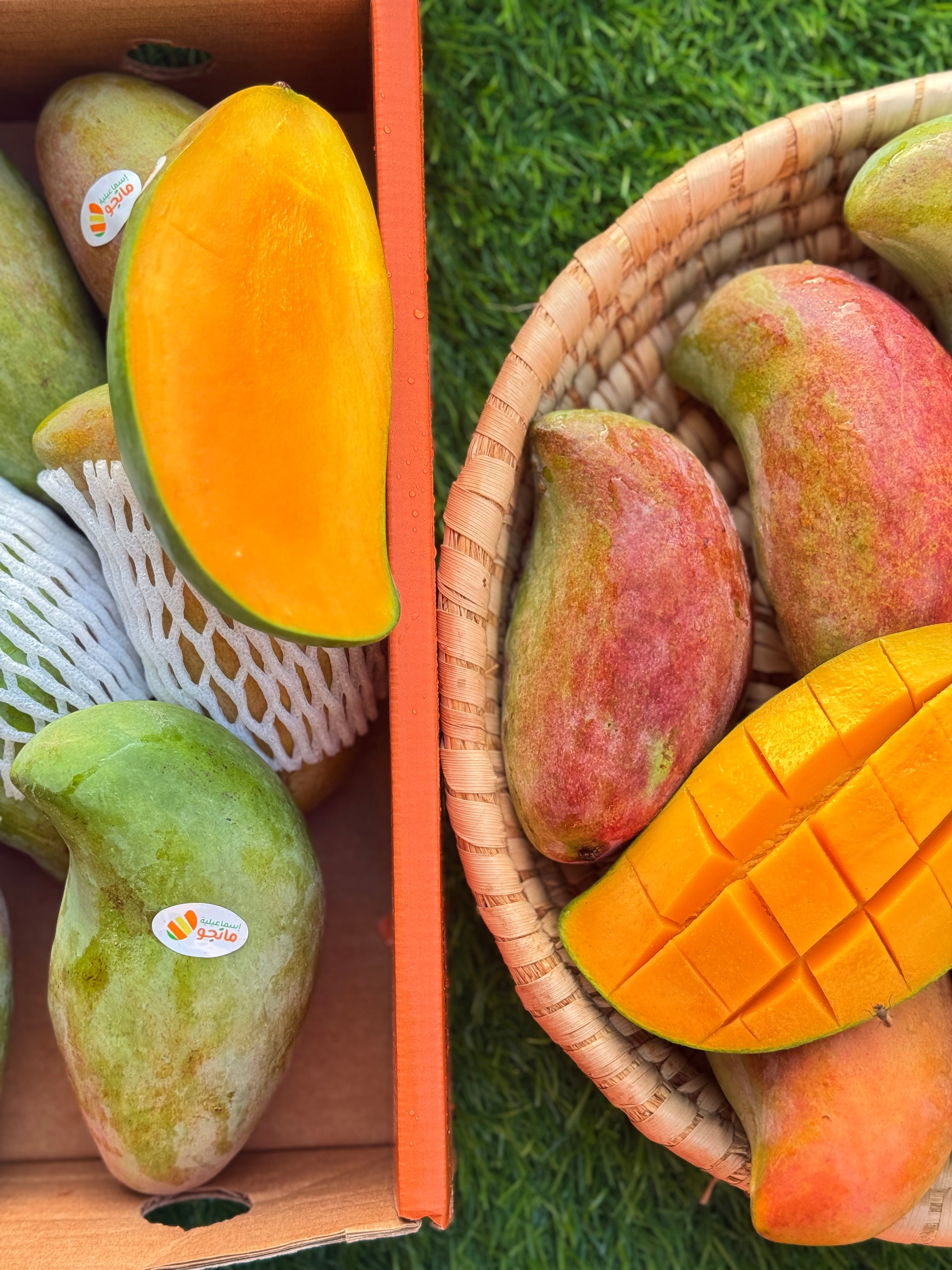 Mango Sediqa