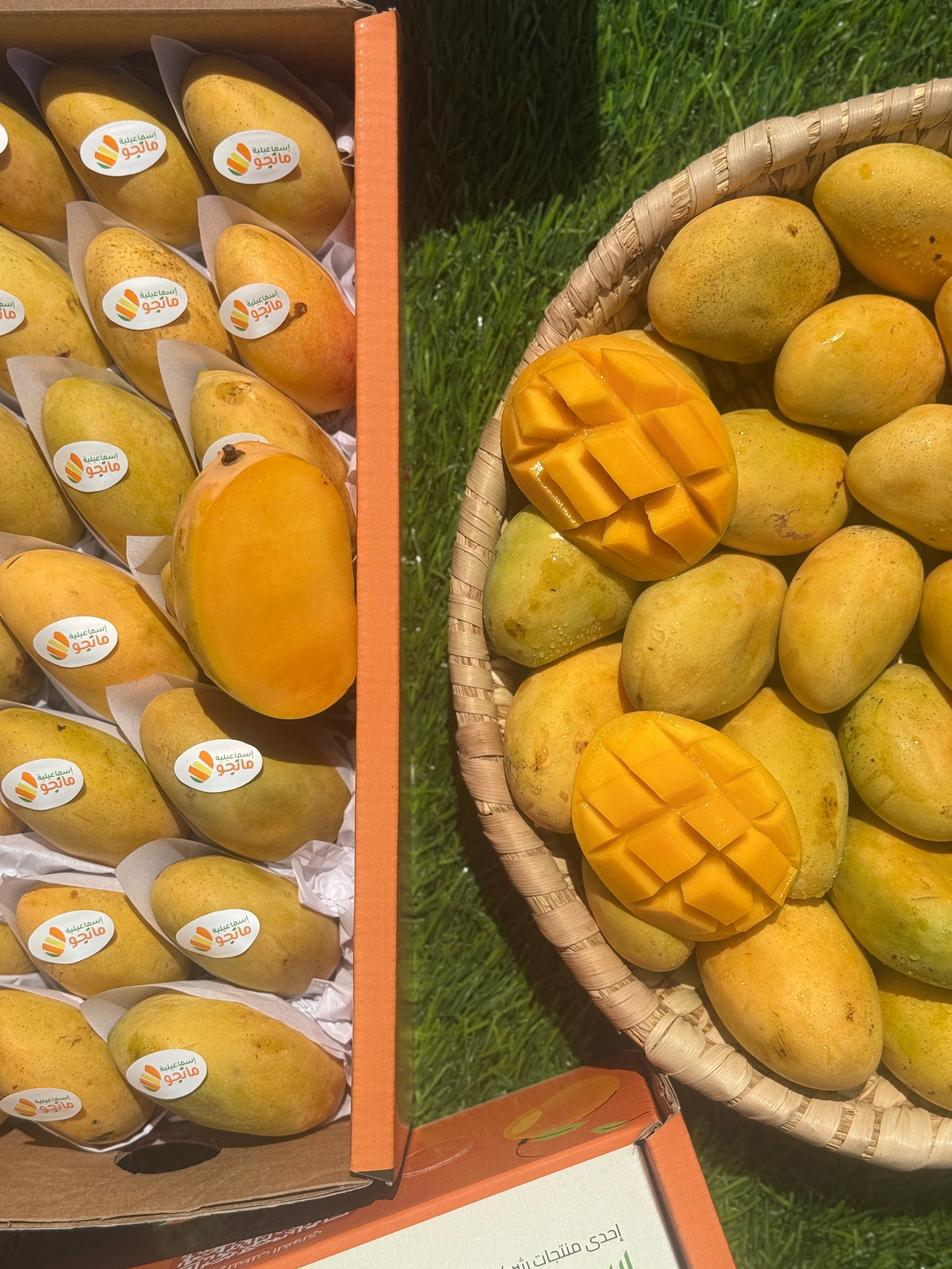 فاس مانجو