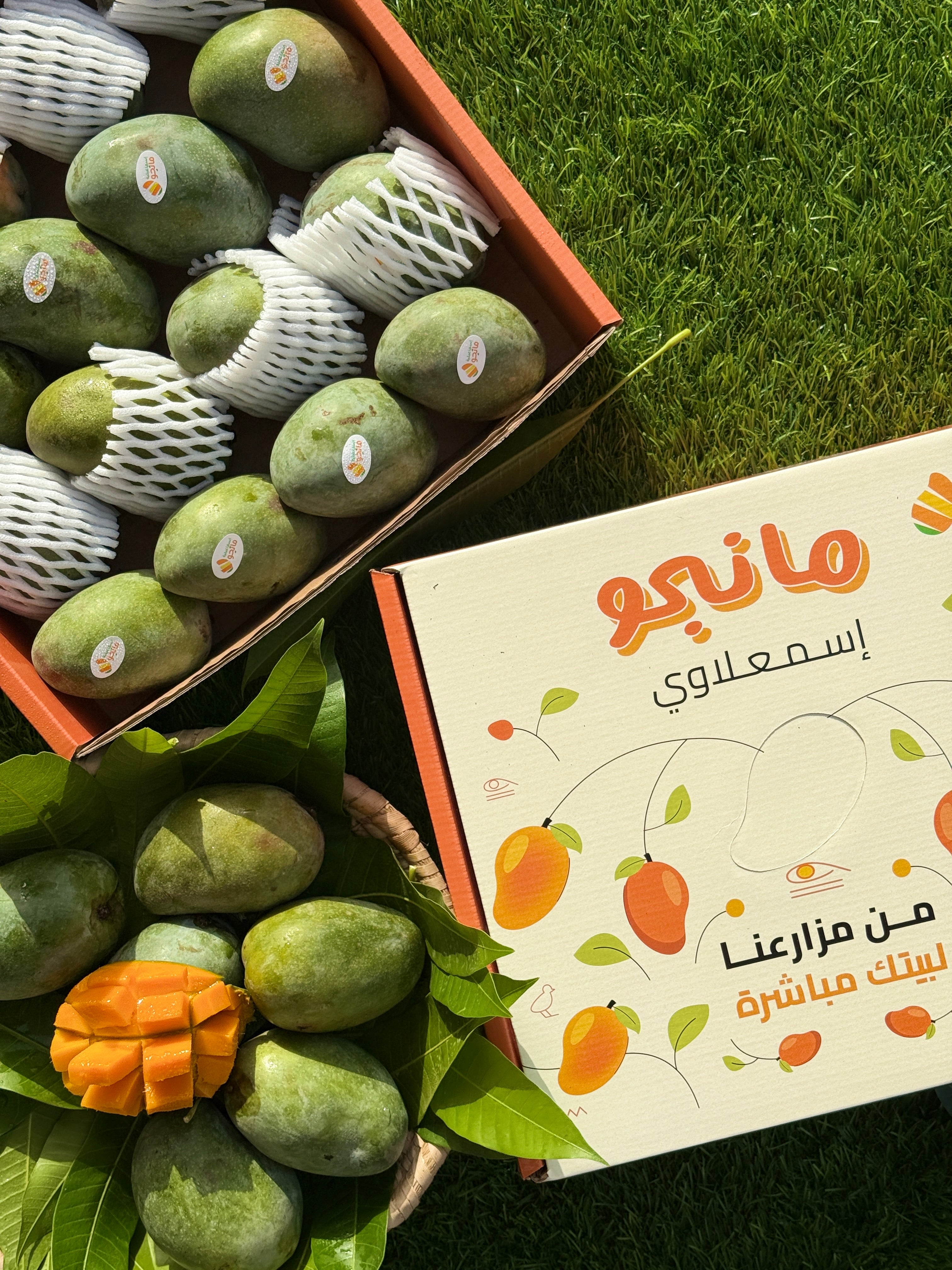مانجو هندي